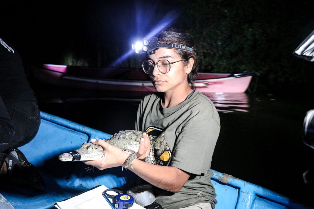 Cocodrilos, guardianes de la Laguna de Cuyutlán_l