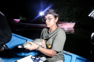 Cocodrilos, guardianes de la Laguna de Cuyutlán_l