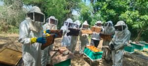 Trabaja UdeC en reducir mortandad de abejas