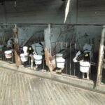 Desarrolla UdeC proyecto para mejorar calidad de la leche que llega a la población