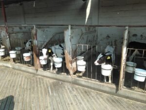 Desarrolla UdeC proyecto científico para mejorar calidad de la leche_a