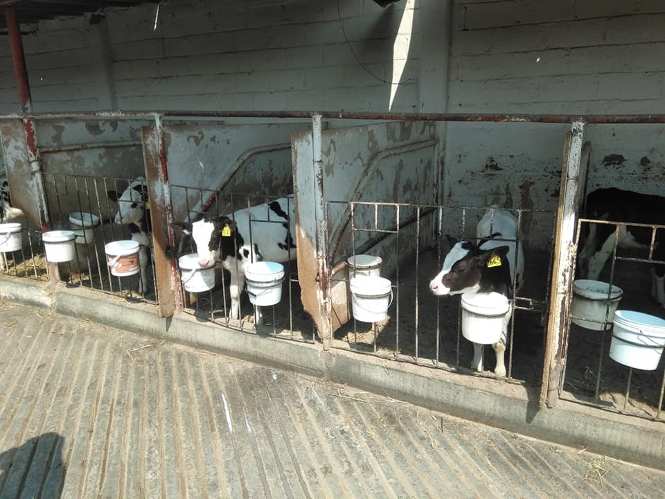 Desarrolla UdeC proyecto científico para mejorar calidad de la leche_a