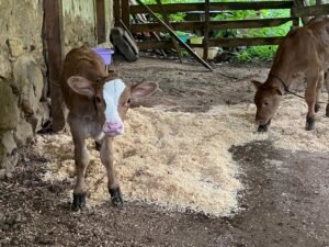 Proyecto para mejorar alimentación en becerros lactantes