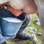 Gobierno del Estado de Colima fortalece acciones para prevenir casos de brucelosis