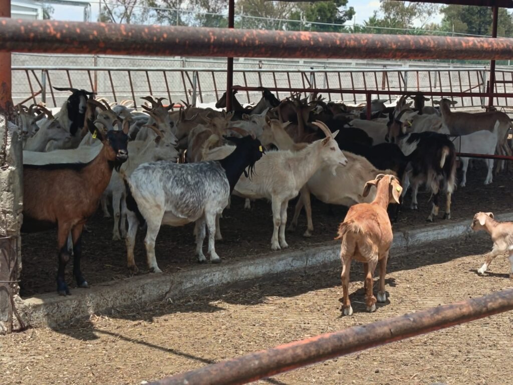 Proyecto para mejorar valor nutricional en leche de cabra_b