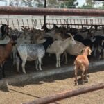 Desarrolla UdeC proyecto para mejorar valor nutricional e inocuidad en leche de cabra