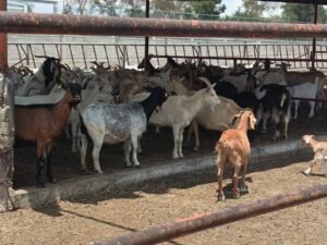 Proyecto para mejorar valor nutricional en leche de cabra_b