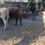 Gobierno del Estado de Colima exhorta a ganaderos a no bajar la guardia respecto al Gusano Barrenador del Ganado