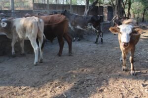 WhatsApp Image 2026-04-28 at 12.51.22