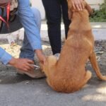 Salud Colima exhorta a prevenir enfermedades en animales para proteger a la población